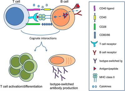 Frontiers | B Cell Immunity In Solid Organ Transplantation